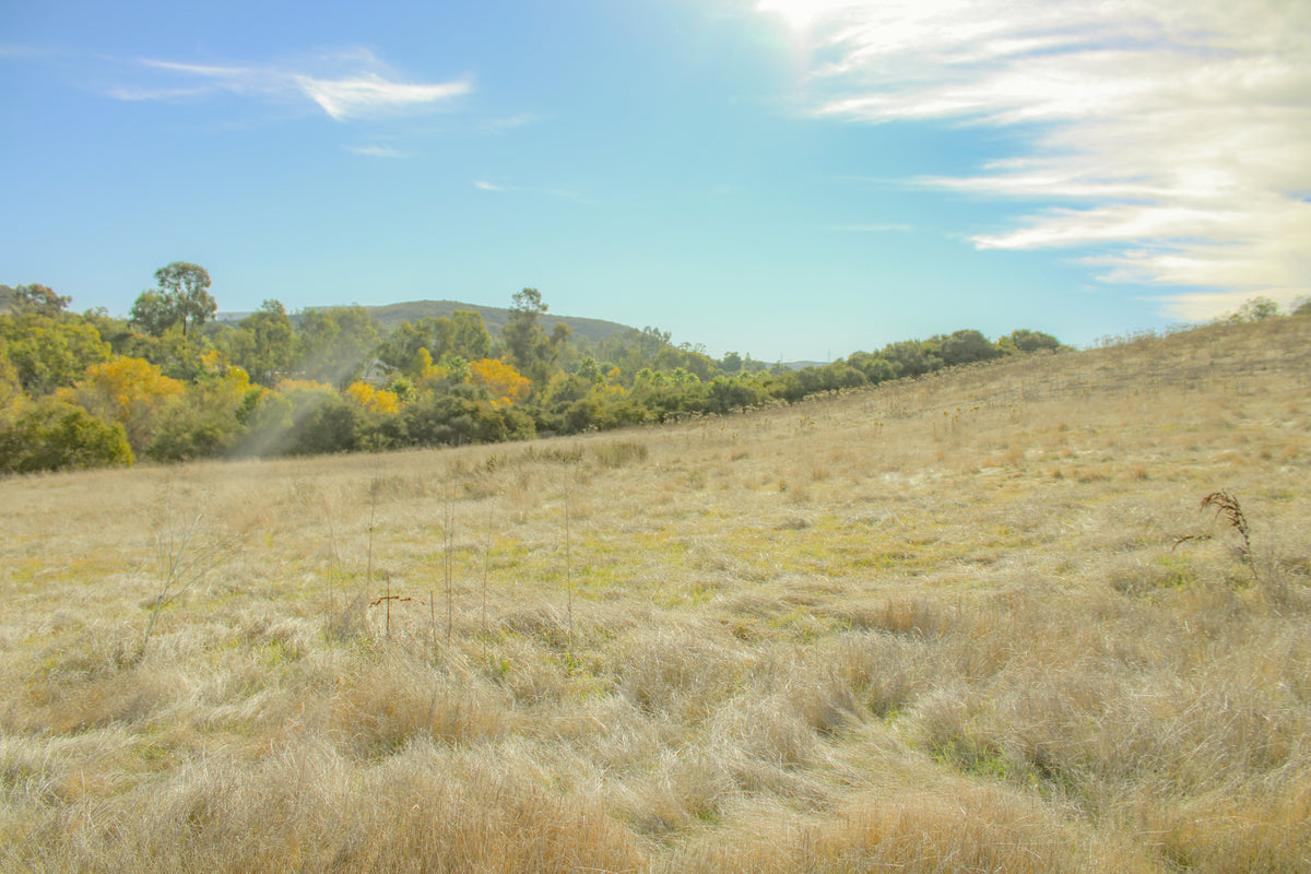 Breeze - Lightroom Desktop Preset